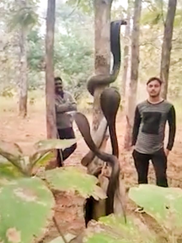 Three cobras wrapped around a tree trunk after being returned to the forest