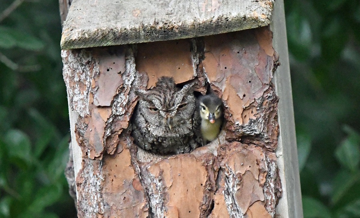 this owl hatched a duckling as its own and heres how thats possible 409687