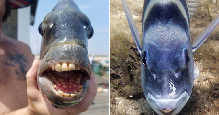 Fish With ‘Human’ Teeth Caught in North Carolina Turns Attention on a Remarkable Species